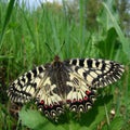 Polyxene butterfly Royalty Free Stock Photo