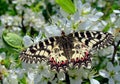 Polyxene butterfly Royalty Free Stock Photo