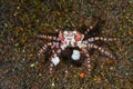 Pom pom crab Royalty Free Stock Photo