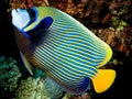 Pomacanthus imperator - Angel Fish Imperator Royalty Free Stock Photo