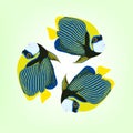 Pomacanthus imperator. illustration of three swimming fishes