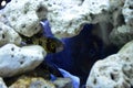 Pomacanthus maculosus the yellow banded angelfish and Snowflake moray Echidna Nebula