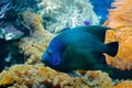 Pomacanthus semicirculatus, Koran Angelfish, nature water habitat. Blue water with beautiful yellow blue fish. Animal in sea water