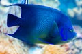 Pomacanthus semicirculatus - Koran angelfish, semicircle angelfish Royalty Free Stock Photo