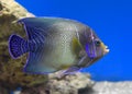 Pomacanthus semicirculatus, the semicircled angelfish underwater Royalty Free Stock Photo