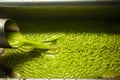 Pomace oil pouring into tank at a cold-press factory after the olive harvesting Royalty Free Stock Photo