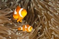 Pomacentridae, Clown Fish or Anemonefish