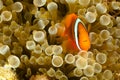 Pomacentridae, Clown Fish or Anemonefish Royalty Free Stock Photo