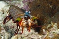 Pomacentridae, Clown Fish or Anemonefish Royalty Free Stock Photo