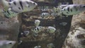 Pomacentridae is family of perciform fish stock footage video