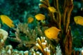 Lemon damselfishes, Pomacentrus moluccensis on a tropical reef Royalty Free Stock Photo