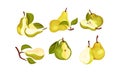 Pomaceous Pear Fruit with Upper End of Flower Stalk and Green Fibrous Leaf Vector Set