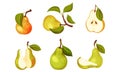 Pomaceous Pear Fruit with Upper End of Flower Stalk and Green Fibrous Leaf Vector Set