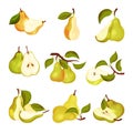 Pomaceous Pear Fruit with Upper End of Flower Stalk and Green Fibrous Leaf Vector Set