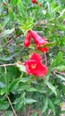 Pomagranate punica granatum flowers close up