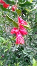 Pomagranate punica granatum leaves flowers