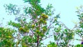 Pomagranate punica granatum unripe green fruits close up