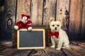 Cute Dog with Red bowtie with chalkboard