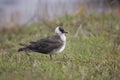 Pomarine skua or jaeger, Stercorarius pomarinus