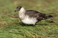 Pomarine skua or jaeger, Stercorarius pomarinus Royalty Free Stock Photo