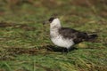 Pomarine skua or jaeger, Stercorarius pomarinus