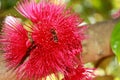 tree flower with bee