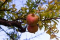 Pome granat fruit on the branch close up Royalty Free Stock Photo