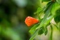 Pomegranade Flowers in the garden Royalty Free Stock Photo