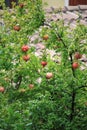 Pomegranade tree Royalty Free Stock Photo