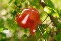 Pomegranat growing in garden.