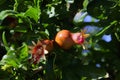 Pomegranat tree in the garden.