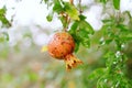 Pomegranat on tree. Seasonal fruits. Healthy fruits. Illness of trees.