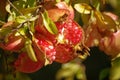 Pomegranate Royalty Free Stock Photo