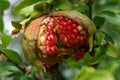 Pomegranate Royalty Free Stock Photo