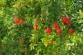 Pomegranate Royalty Free Stock Photo