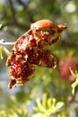 Pomegranate Royalty Free Stock Photo