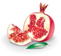Pomegranate illustration