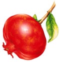 Pomegranate