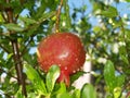 Pomegranate after being watered by rain