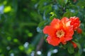 Pomegranate blooming. Fire red flowers.