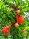 Pomegranate blooming flower, tree with green leaves, beautiful plant, sunny day, Italy