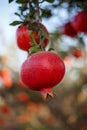 Pomegranate Blooming in Israel, sunset. Rosh HaShanah