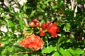 pomegranate blooming pomegranate red nature flower