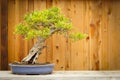 Pomegranate Bonsai Tree Against Wood Fence