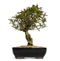 Pomegranate bonsai tree, Punica granatum, isolated