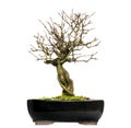 Pomegranate bonsai tree, Punica granatum, isolated