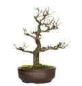 Pomegranate bonsai tree, Punica granatum, isolated