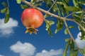 Pomegranate on branch