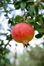 Pomegranate on branch