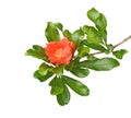 Pomegranate branch with flower Royalty Free Stock Photo